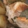 olla