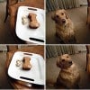 Tarta para perros